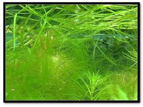 裕字五行 魚缸藻類種類